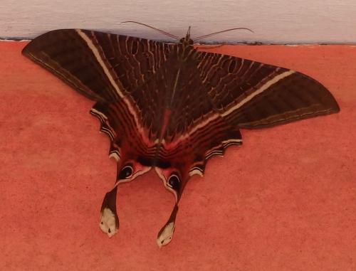 Sematura lunus